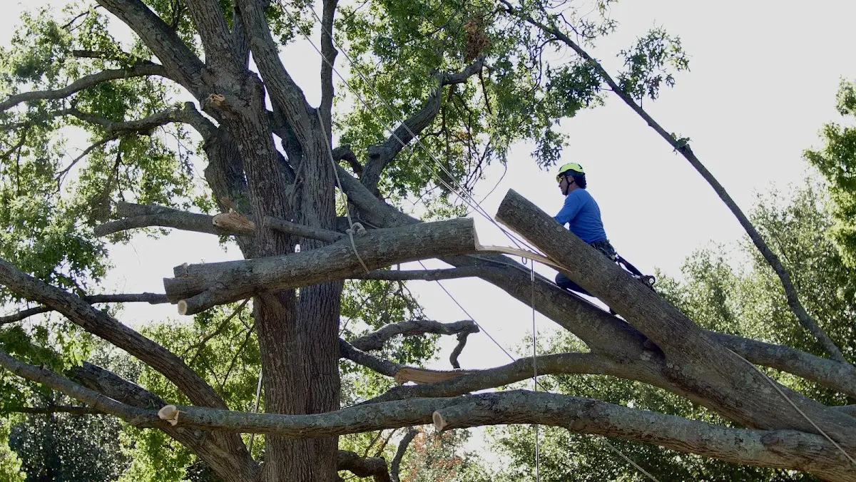 Professional Crown Thinning performed by certified arborists in Marathon