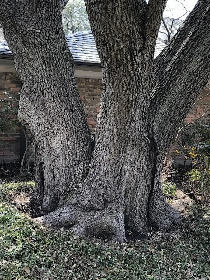 Mature heritage tree close to a Marathon property cared for by certified arborists